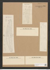 Diatomeae indet. Zeichnungen Sammlung Grunow Nr. 2850 (NHMW-BOT-W0370174)